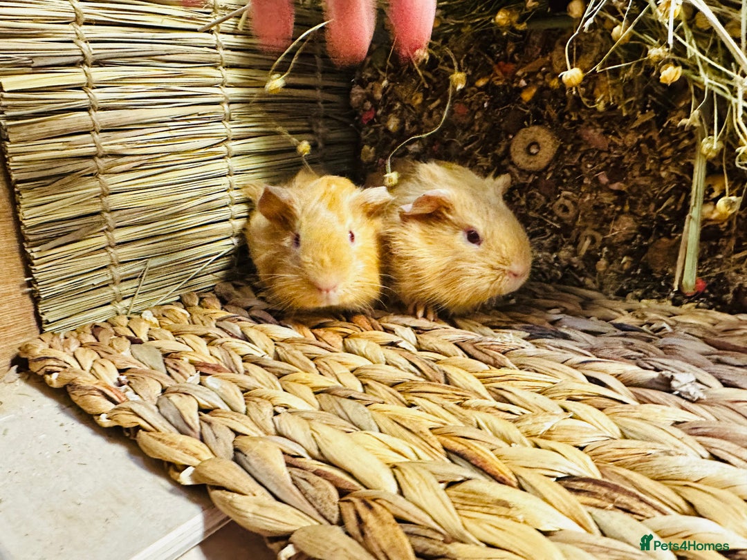 Guinea Pig rodents for sale: Friendly well handled baby guinea pigs  - Image 9