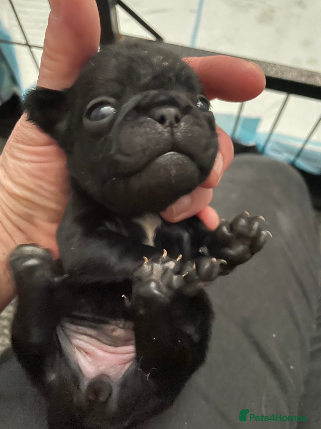 Pug dogs for sale: Two Baby Pugs  - Image 5