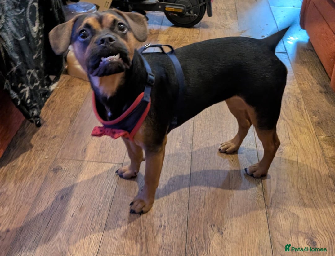 Mixed Breed dogs for sale: Little Luna need a new home - Image 3