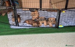 Irish Terrier dogs for sale: Irish Terrier Puppies - Image 12