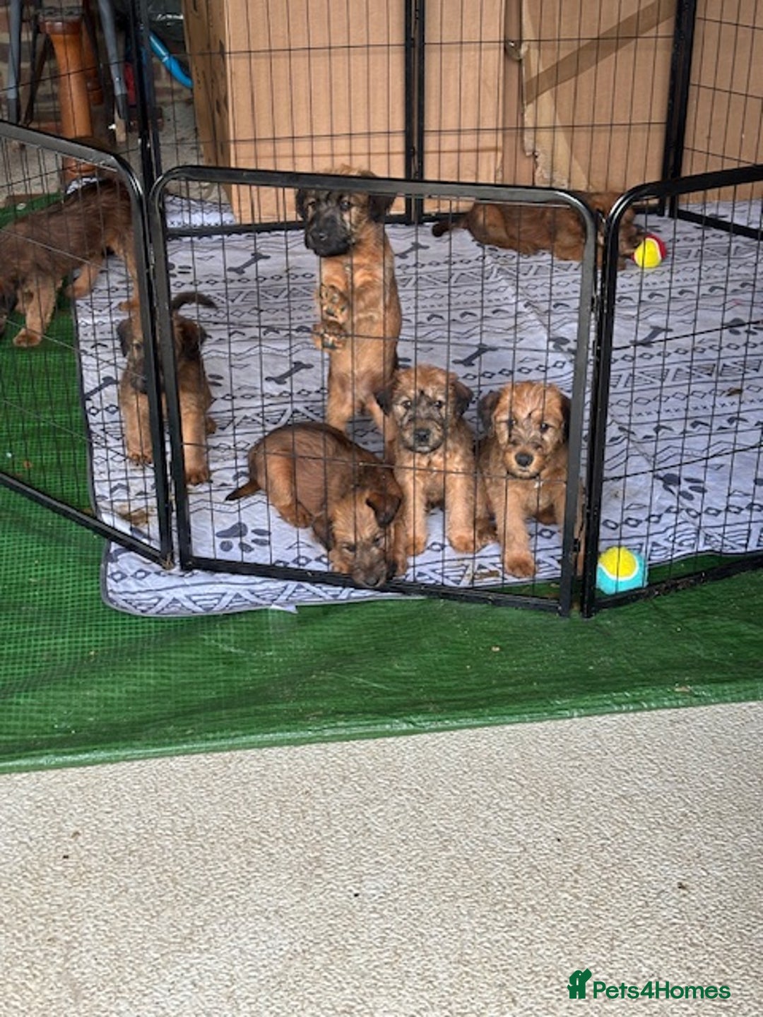 Irish Terrier dogs for sale: Irish Terrier Puppies - Image 12