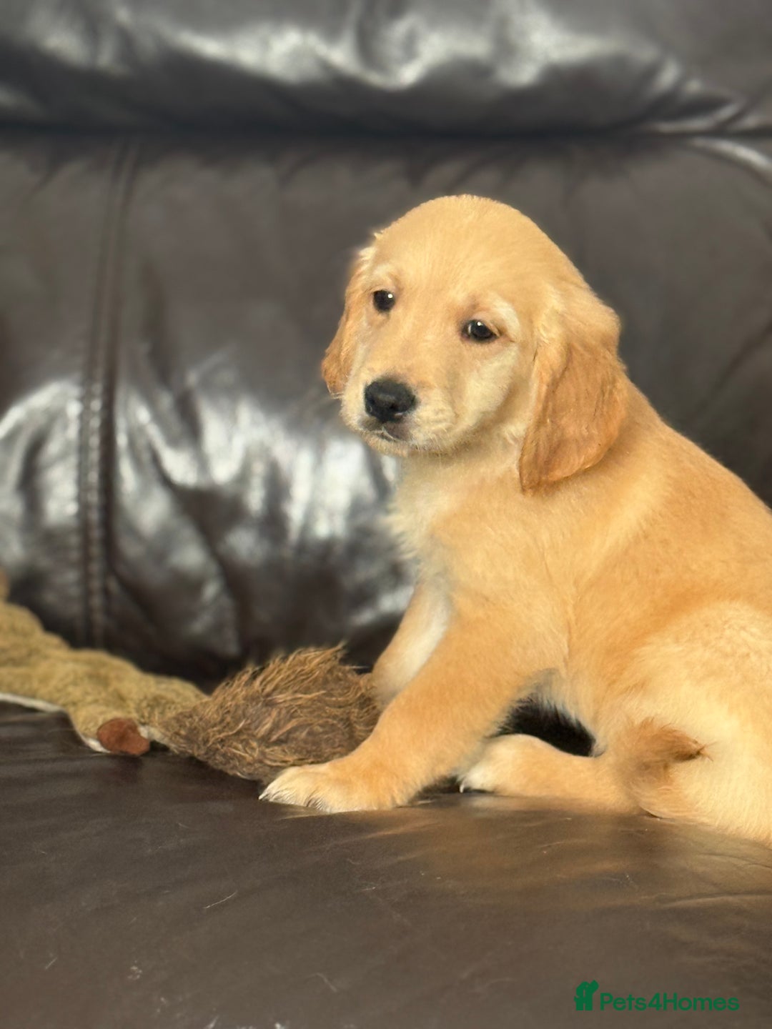 Golden Retriever dogs for sale: Kc Golden Retriever puppies for sale  - Image 4