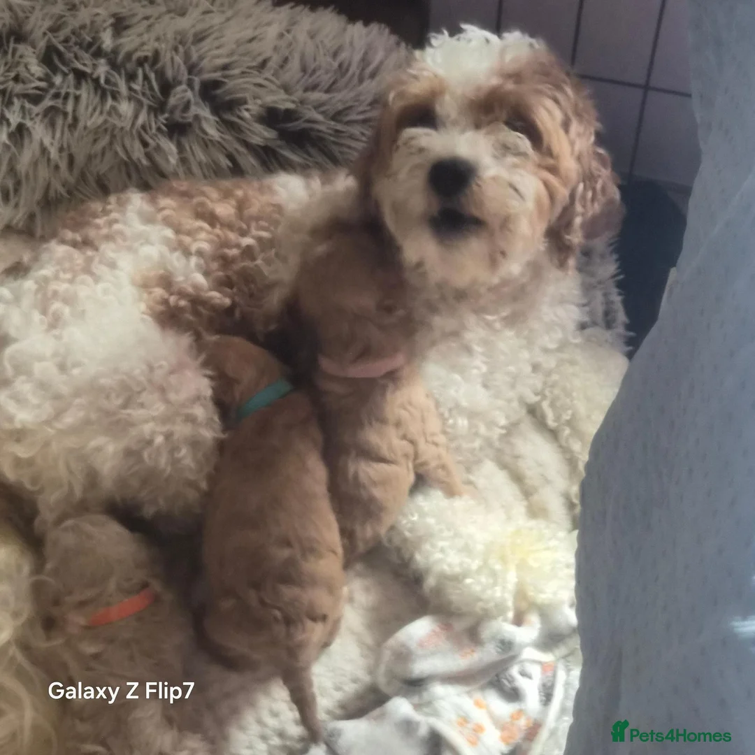 Cavapoo dogs for sale: Beautiful cavapoo pups  - Advert 2