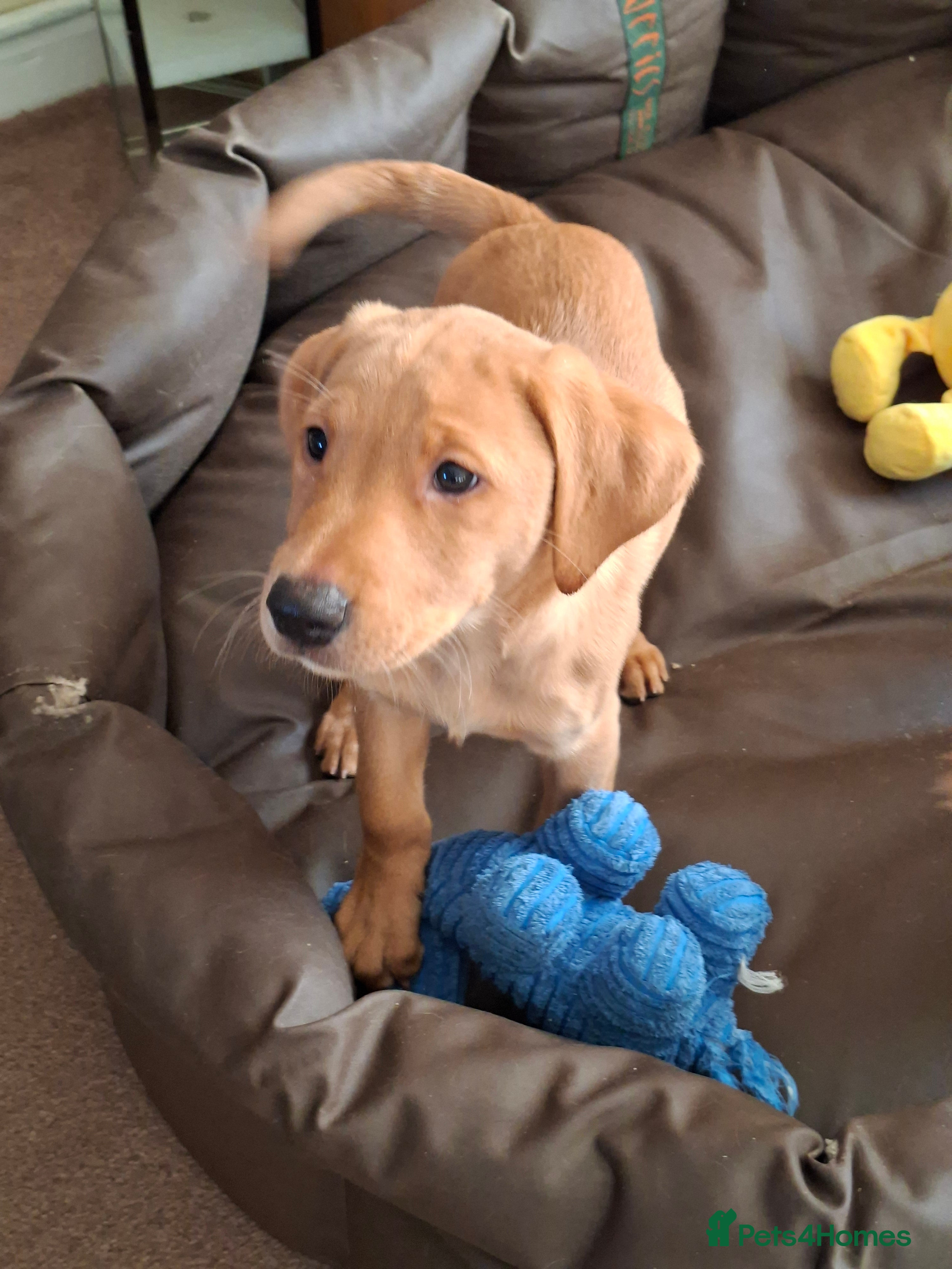 Labrador Retriever dogs Labrador Retriever litter - Advert 12