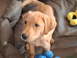 Labrador Retriever dogs Labrador Retriever litter - Advert 12