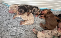 Miniature Dachshund dogs for sale: 🐾Stunning Miniature Dachshunds🐾🤩 - Image 7