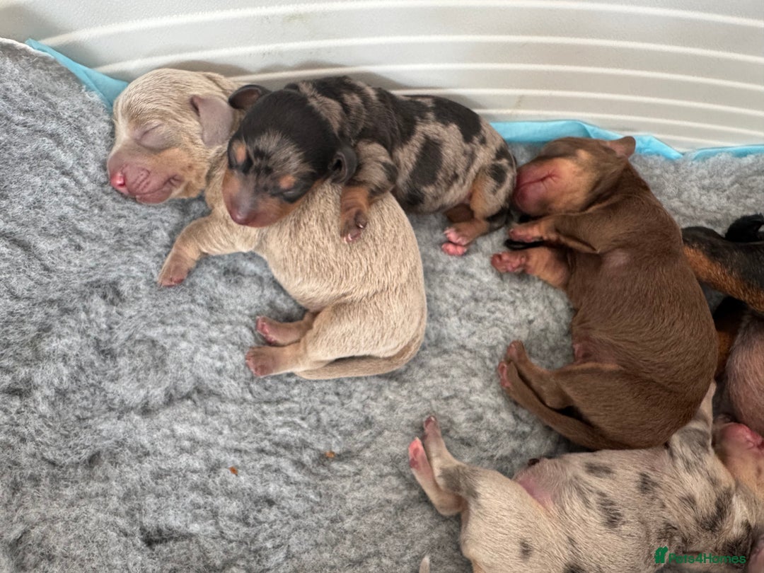 Miniature Dachshund dogs for sale: 🐾Stunning Miniature Dachshunds🐾🤩 - Image 7