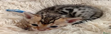 Bengal 2