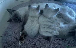 Ragdoll cats for sale: Humble Blue eyes Ragdoll kittens up for sales - Image 7