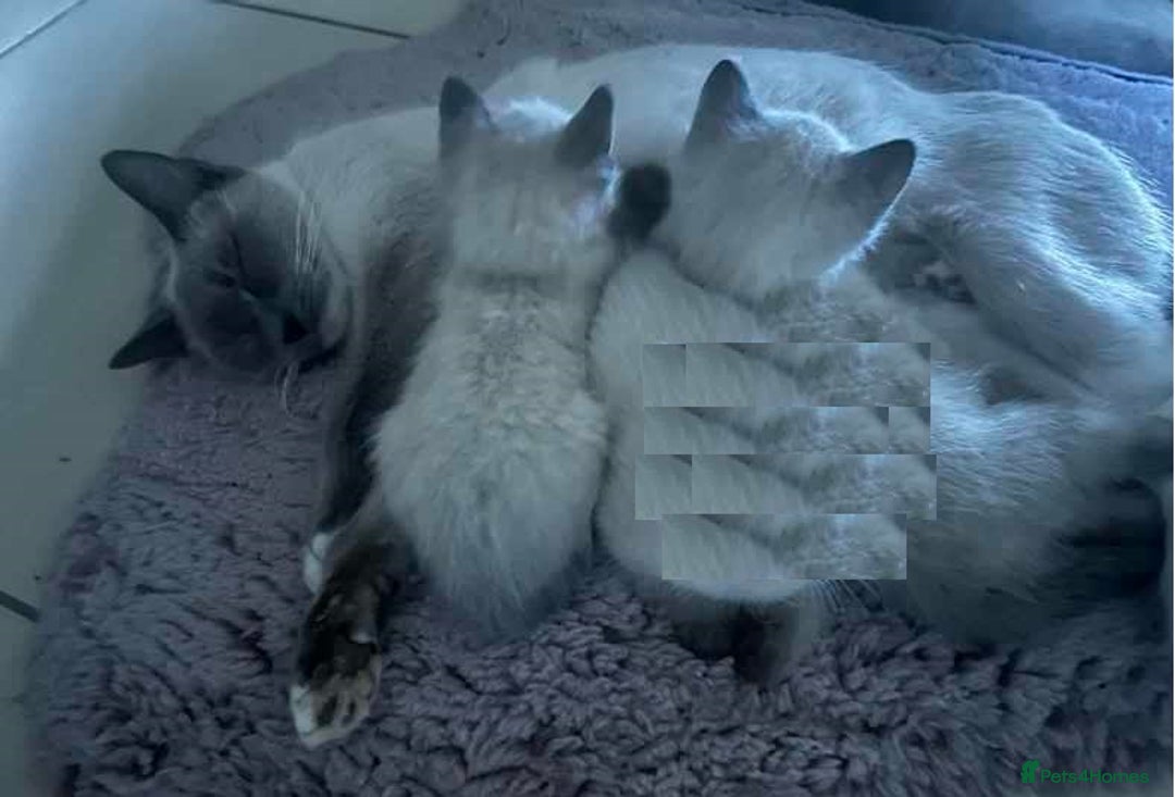 Ragdoll cats for sale: Humble Blue eyes Ragdoll kittens up for sales - Image 7