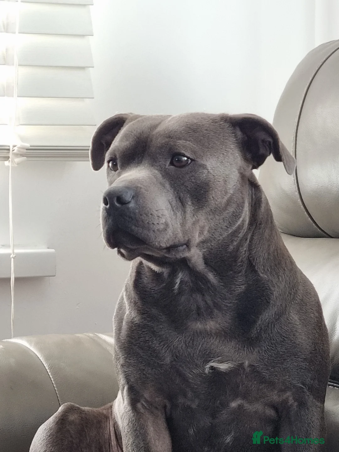 Staffordshire Bull Terrier dogs for stud: stunning blue stud in Barnsley - Advert 3