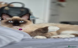 Ragdoll cats for sale: Purebred Ragdoll Kittens Looking for Forever Homes - Image 7