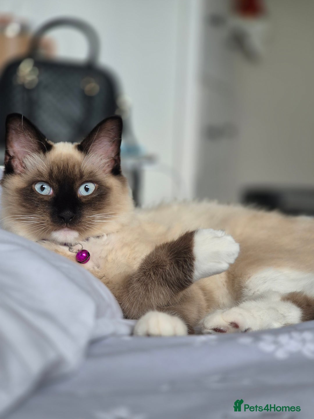 Ragdoll cats for sale: Purebred Ragdoll Kittens Looking for Forever Homes - Image 7