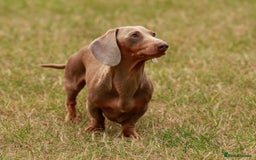 Miniature Dachshund dogs for stud: Halo Outstanding Isabella and Tan - Image 3