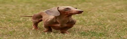 Miniature Dachshund dogs for stud: Halo Outstanding Isabella and Tan - Advert 3