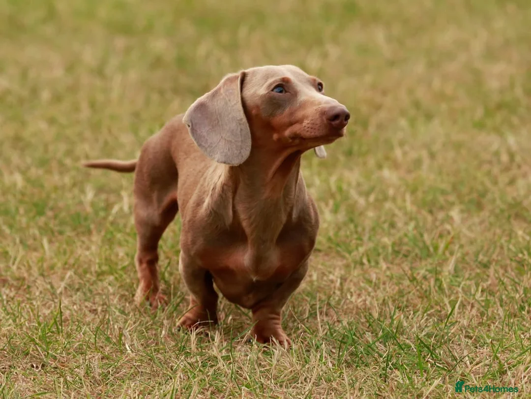 Miniature Dachshund dogs for stud: Halo Outstanding Isabella and Tan - Advert 3