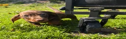 Miniature Dachshund dogs for sale: Miniature Dachshund Puppies - Advert 9