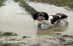 English Springer Spaniel dogs for stud: Tri colour English springer spaniel stud  in Horsham - Image 23