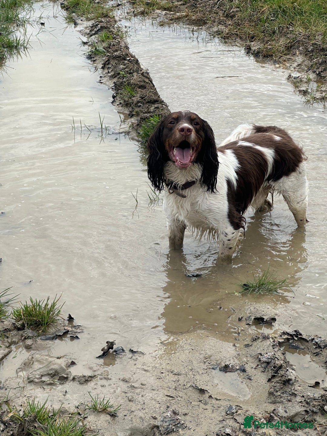 English Springer Spaniel dogs for stud: Tri colour English springer spaniel stud  in Horsham - Image 23