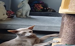 Oriental cats for sale: 2 male oriental short-hair  - Image 3
