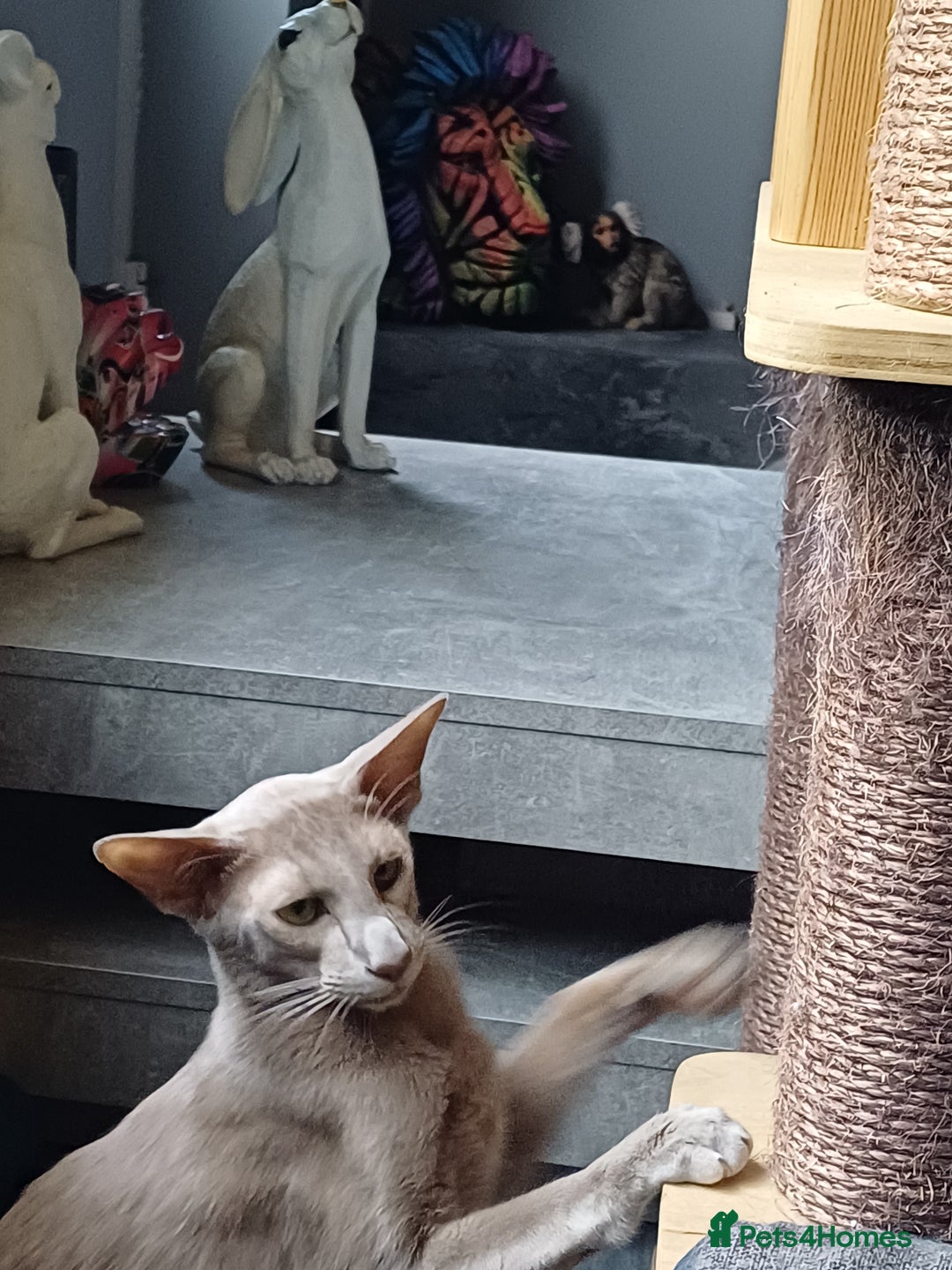 Oriental cats for sale: 2 male oriental short-hair  - Image 3