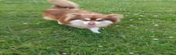 Pomsky dogs for stud:  Reggie the F3 pomsky for stud  in Liverpool - Advert 2