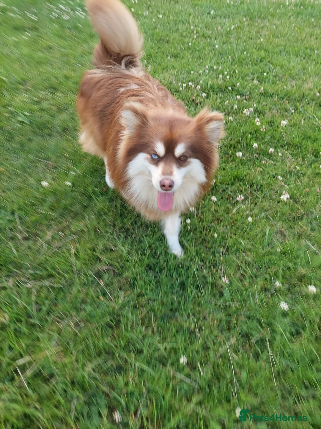 Pomsky dogs for stud:  Reggie the F3 pomsky for stud  in Liverpool - Advert 2