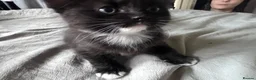 Mixed Breed cats for sale: 4 affectionate, friendly, and playful kittens! - Advert 7