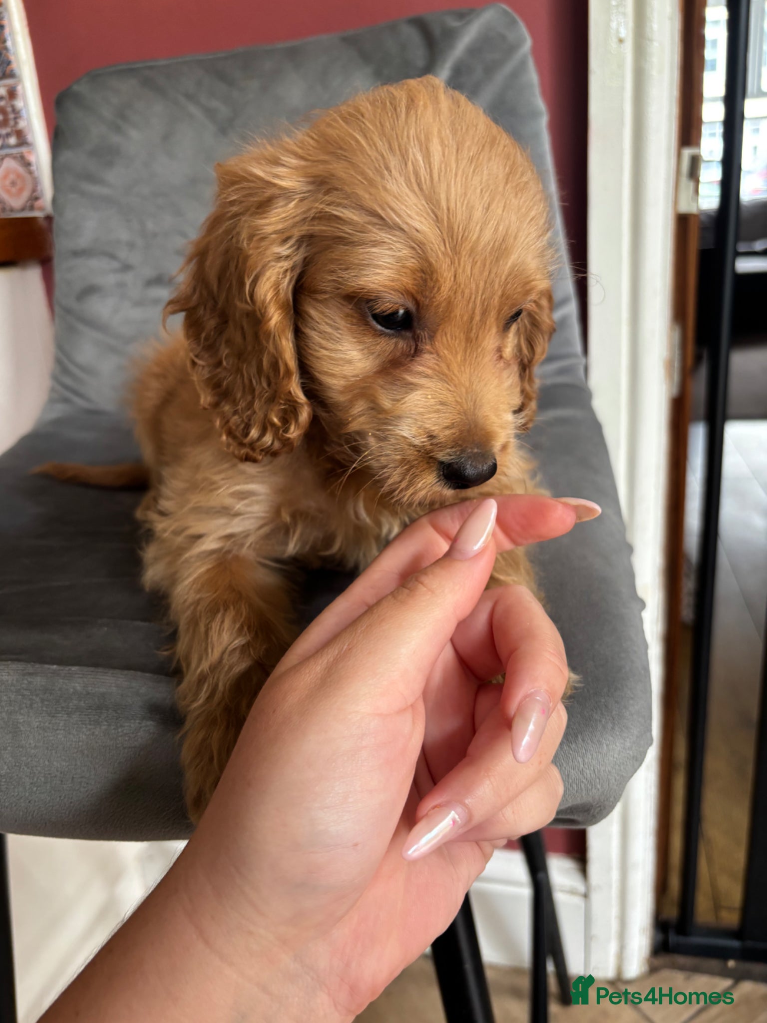 Cockapoo dogs Only 1 girl left left ☺️Gorgeous F1 cockapoos 🤍 - Advert 2