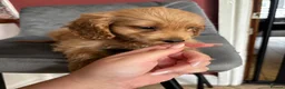 Cockapoo dogs for sale: Only 1 girl left left ☺️Gorgeous F1 cockapoos 🤍 - Advert 2