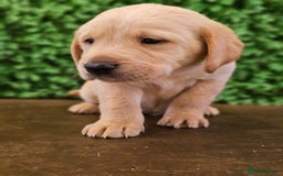 Labrador Retriever dogs for sale: 🐾Beautiful Labrador Pups–Ready for Loving Homes🐾 - Image 11