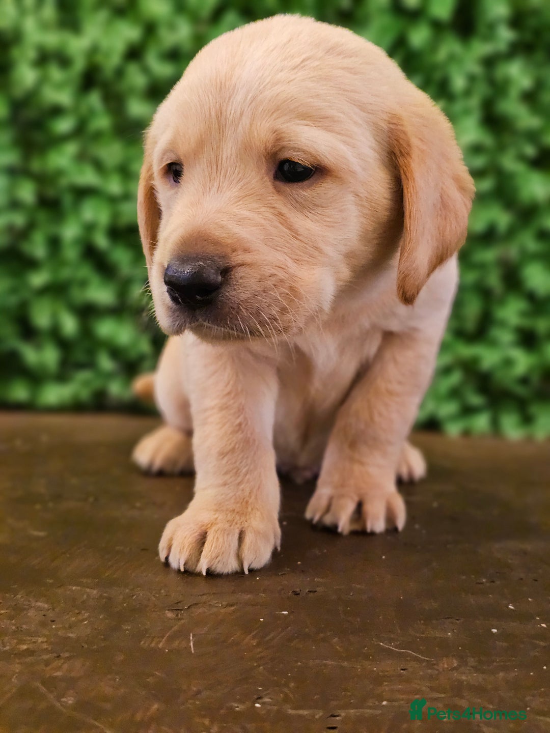 Labrador Retriever dogs for sale: 🐾Beautiful Labrador Pups–Ready for Loving Homes🐾 - Image 11