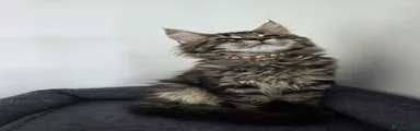 Maine Coon 5