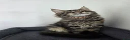 Maine Coon cats for sale: Maine coon pedigree kittens  - Advert 34