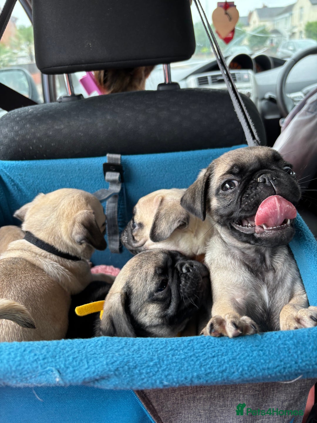 Pug dogs for sale: pug puppies ready 4 in Redcar - Image 2