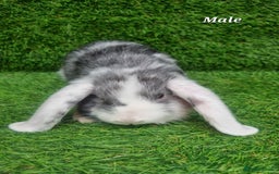 Mini Lop rabbits for sale: Purebred mini lops  - Image 10
