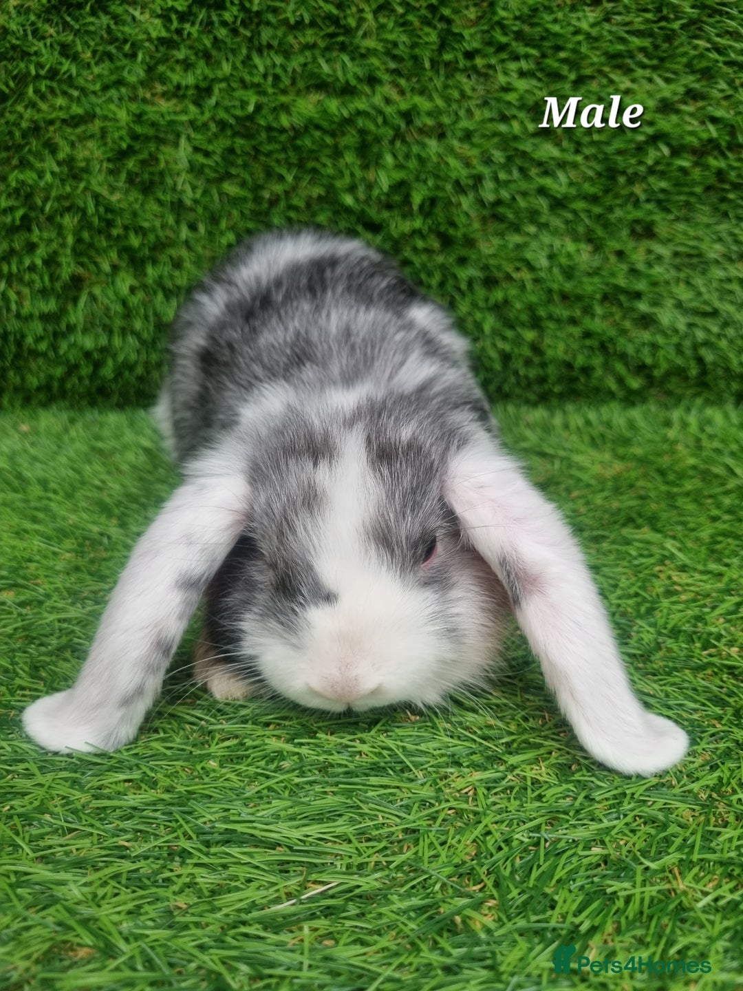 Mini Lop rabbits for sale: Purebred mini lops  - Image 10