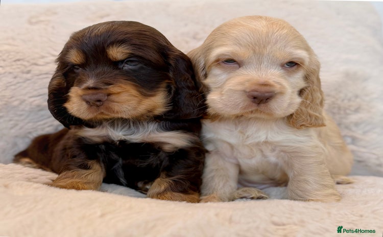 Cocker Spaniel dogs - Advert 2