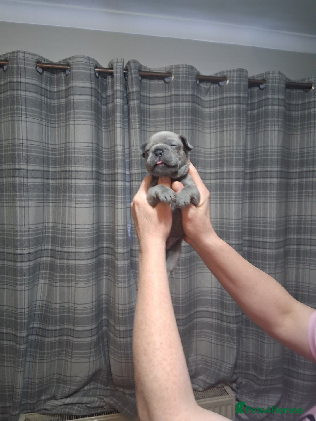 French Bulldog dogs for sale: French bulldogs - Image 17