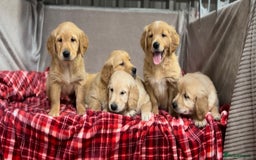Golden Retriever dogs for sale: STUNNING GOLDEN RETRIEVER PUPPIES READY NOW - Image 11