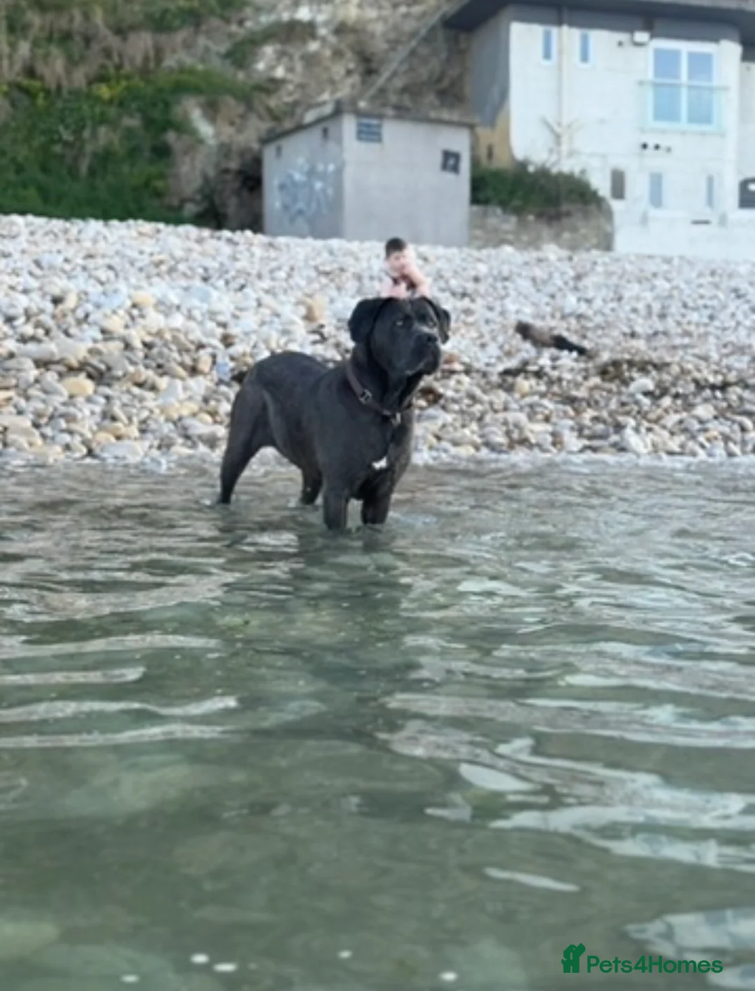 Cane Corso dogs for sale: Blue/lilac cane corsos  - Advert 1