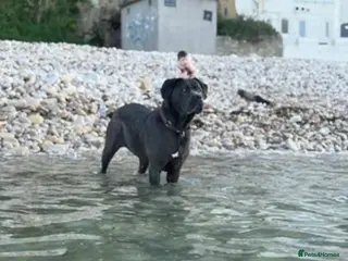 Cane Corso dogs Blue/lilac cane corsos - Advert 6