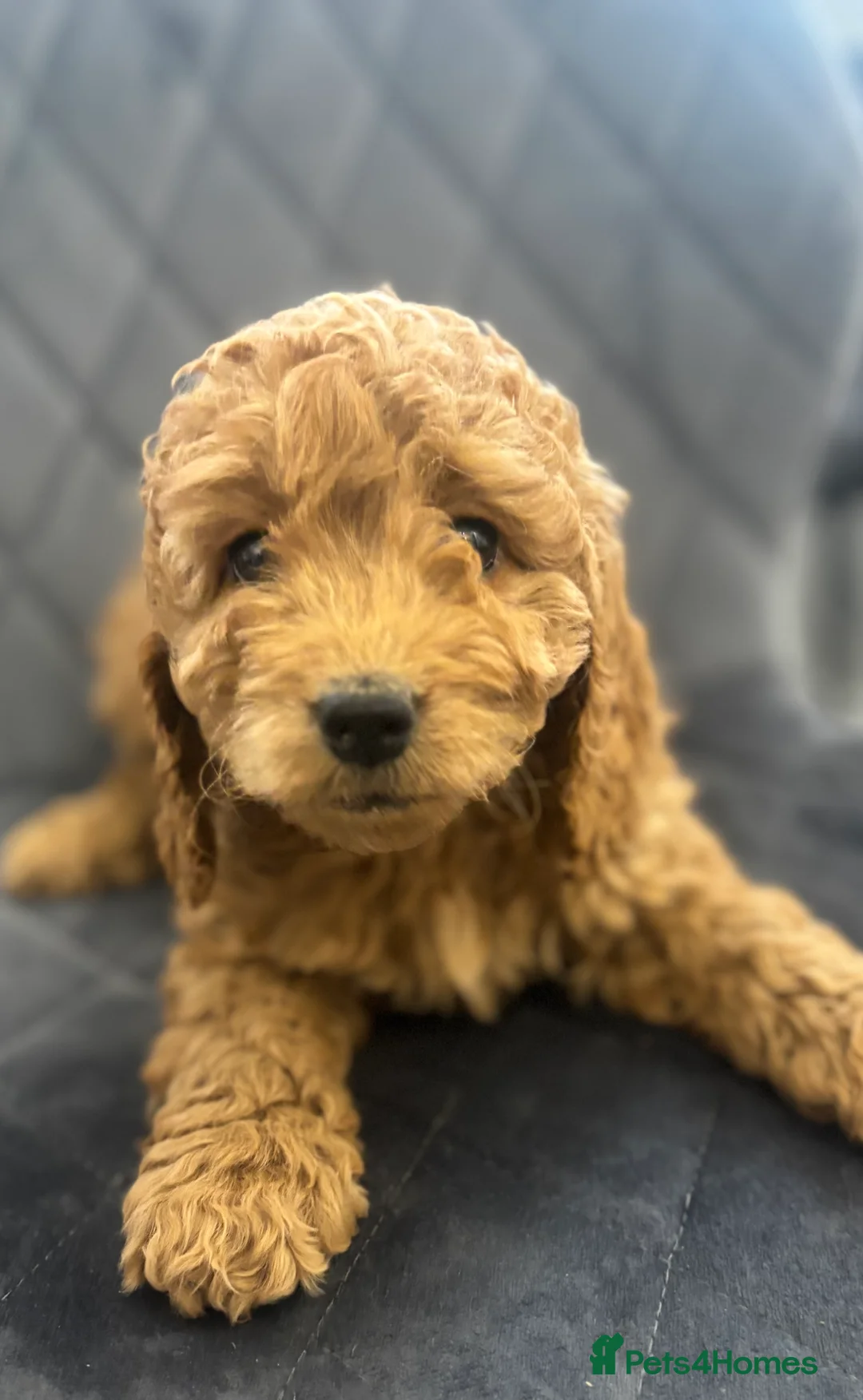 Cavapoo dogs for sale: F1 Ruby Red Cavapoo pups  - Advert 2