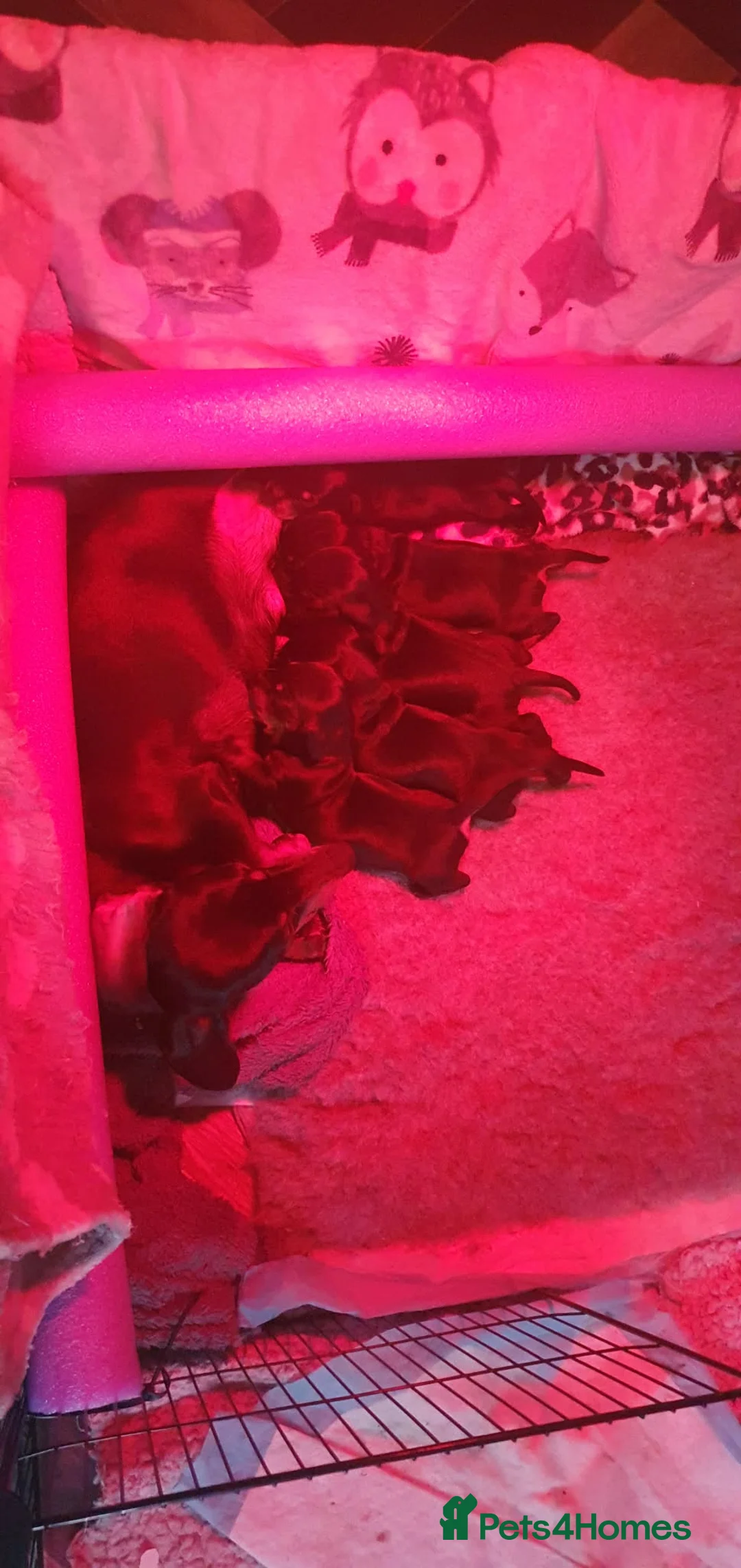 Miniature Dachshund dogs for sale: Miniature dachshund  - Advert 9