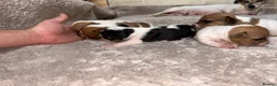 Jack Russell dogs for sale: Jack Russell Puppies – Proven Working Lines” - Advert 6