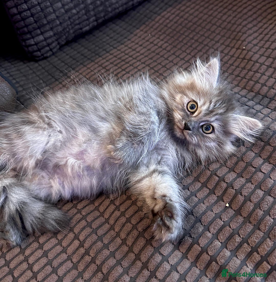 Siberian cats for sale: ❤️ 5 super friendly Siberian mix kittens ❤️ - Image 10