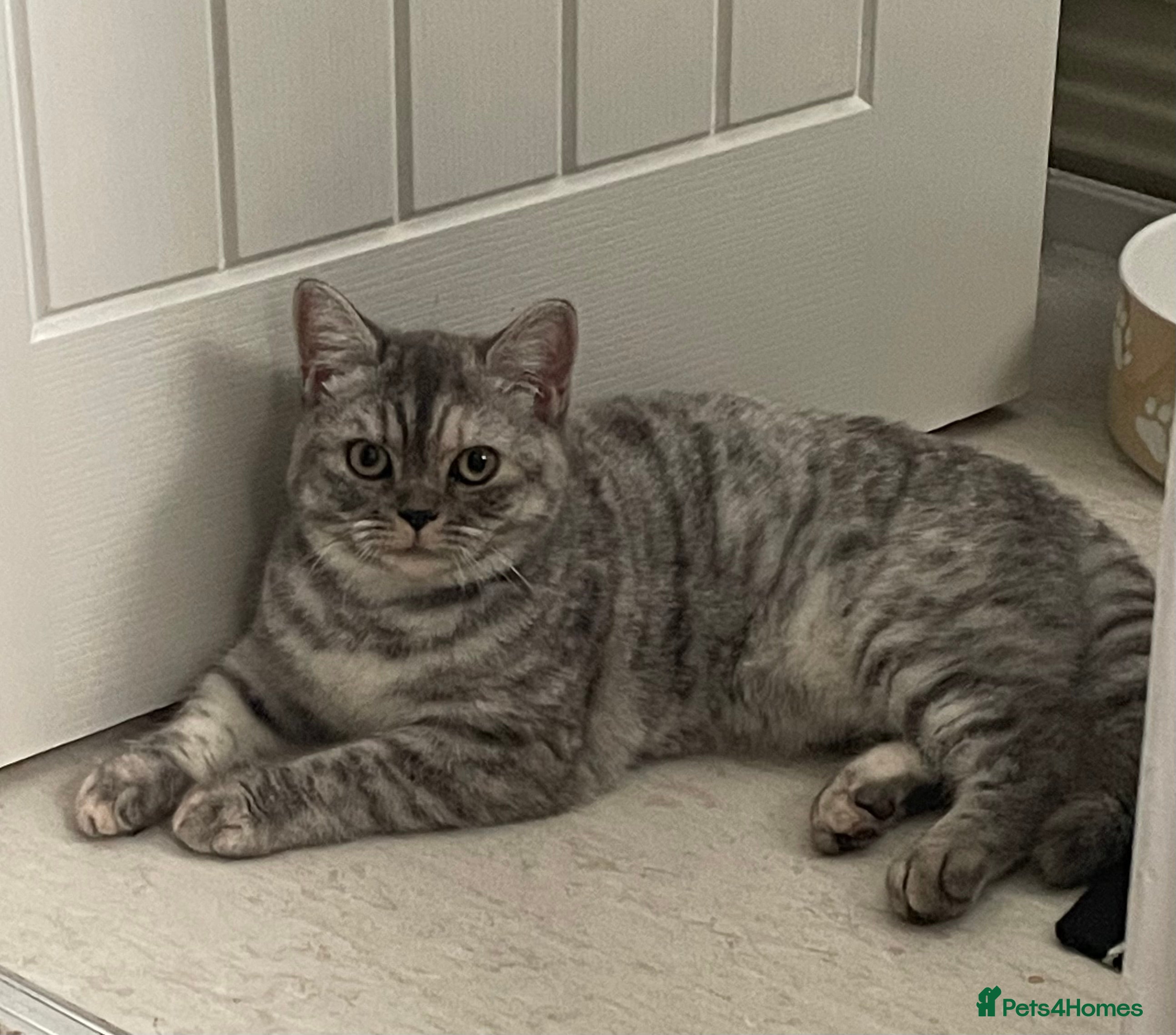 British Shorthair cats GCCf girl 19 months old. - Advert 1