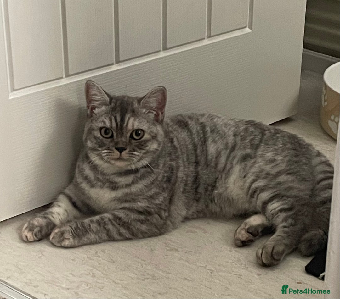 British Shorthair cats for sale: GCCf girl 9 months old. - Advert 1