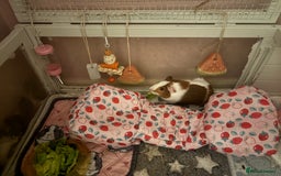 Guinea Pig rodents for sale: Two guinea pigs-with two cages and all accessories - Image 5