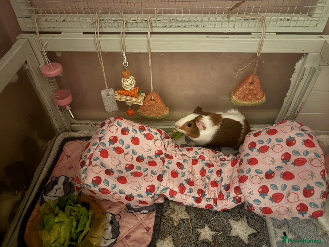 Guinea Pig rodents for sale: Two guinea pigs-with two cages and all accessories - Image 5